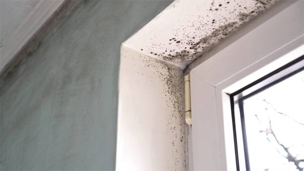 Best Emergency Mold Removal  in Spicer, MN