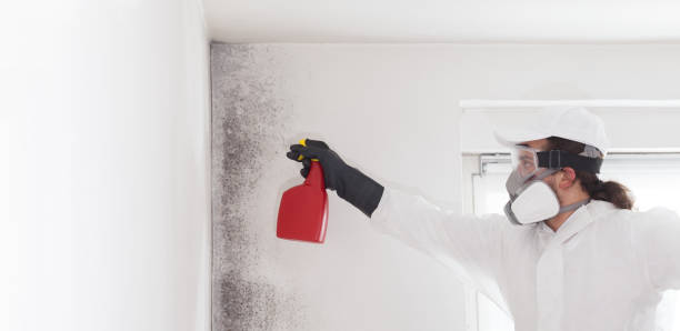 Best Certified Mold Removal  in Spicer, MN