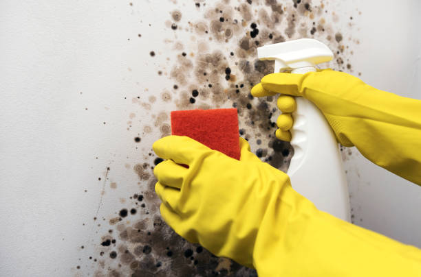 Best Mold Cleaning Services  in Spicer, MN