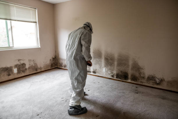 Best Crawl Space Mold Removal  in Spicer, MN