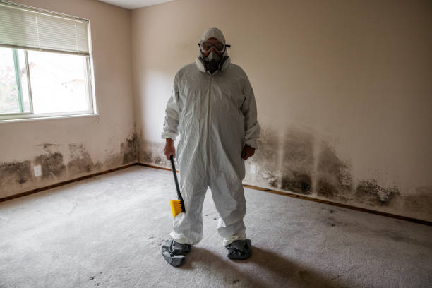 Best Toxic Mold Removal  in Spicer, MN
