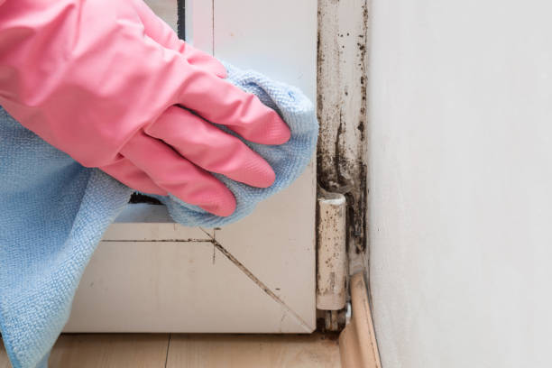 Spicer, MN Mold Removal Company