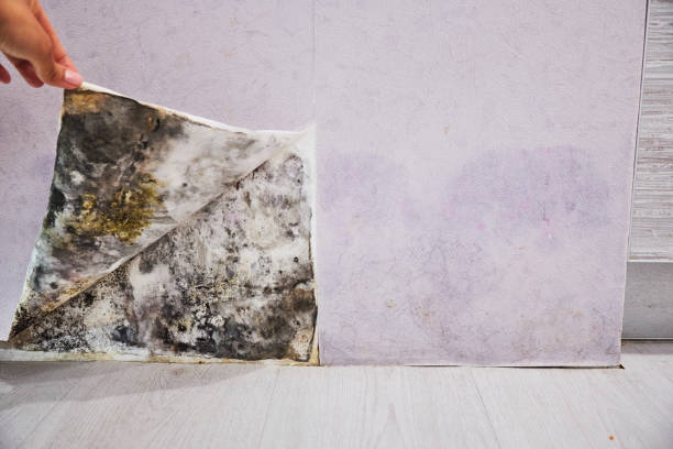 Best Residential Mold Removal  in Spicer, MN